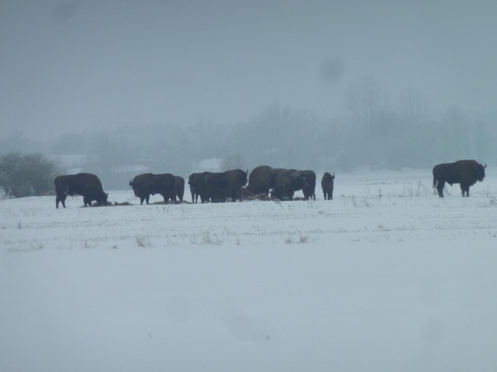 Goscinne ”zubr” * Bialowieza